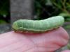 Agrochola lychnidis